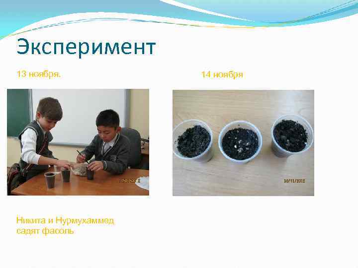 Эксперимент 13 ноября. Никита и Нурмухаммед садят фасоль 14 ноября 