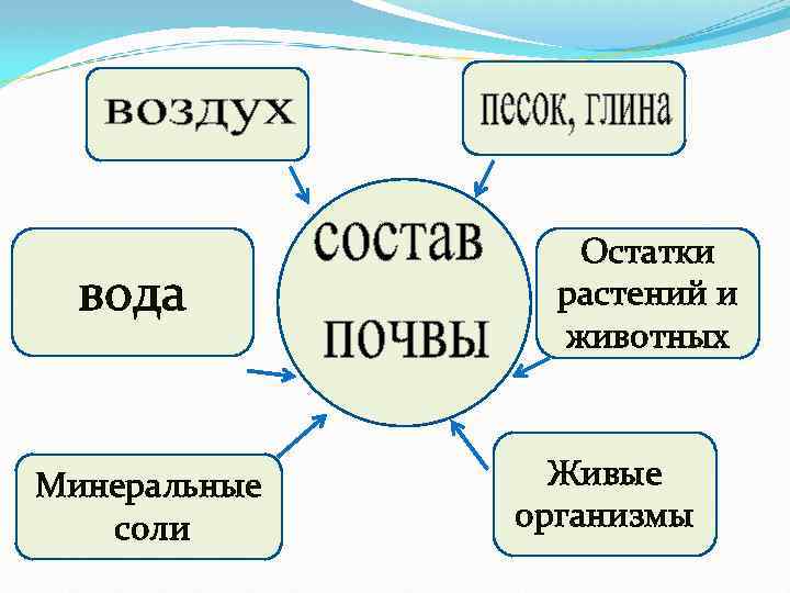 вода Минеральные соли Остатки растений и животных Живые организмы 