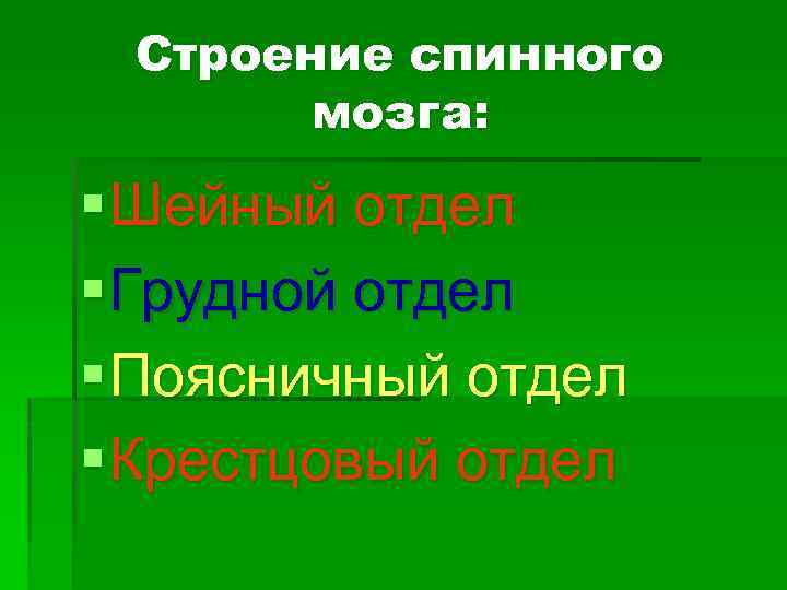 Строение спинного мозга: § Шейный отдел § Грудной отдел § Поясничный отдел § Крестцовый