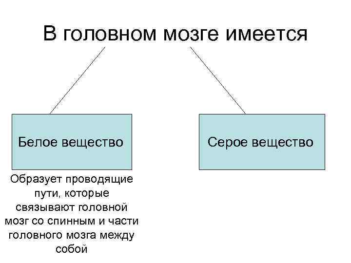 В головном мозге имеется Белое вещество Образует проводящие пути, которые связывают головной мозг со