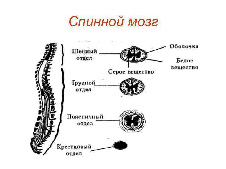 Спинной мозг 