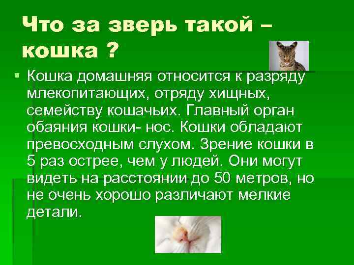 Что за зверь такой – кошка ? § Кошка домашняя относится к разряду млекопитающих,