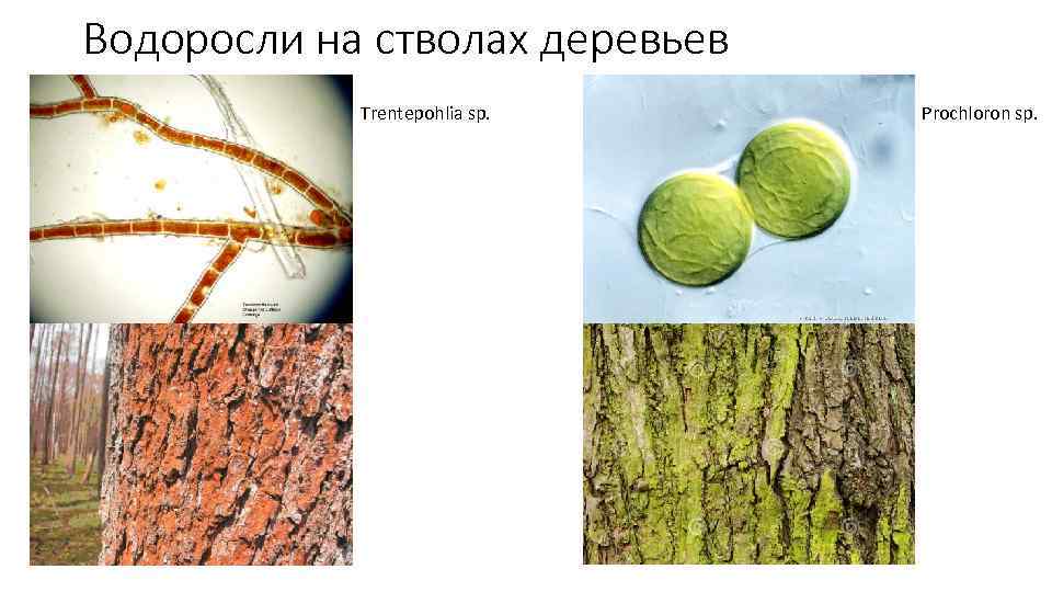 Водоросли на стволах деревьев Trentepohlia sp. Prochloron sp. 