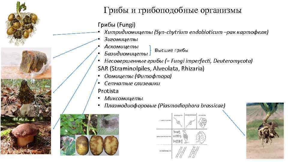 Грибы и грибоподобные организмы Грибы (Fungi) • • • Хитридиомицеты (Syn chytrium endobioticum –рак