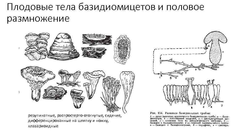 Плодовые тела базидиомицетов и половое размножение резупинатные, распростерто-отогнутые, сидячие, дифференцированные на шляпку и ножку,