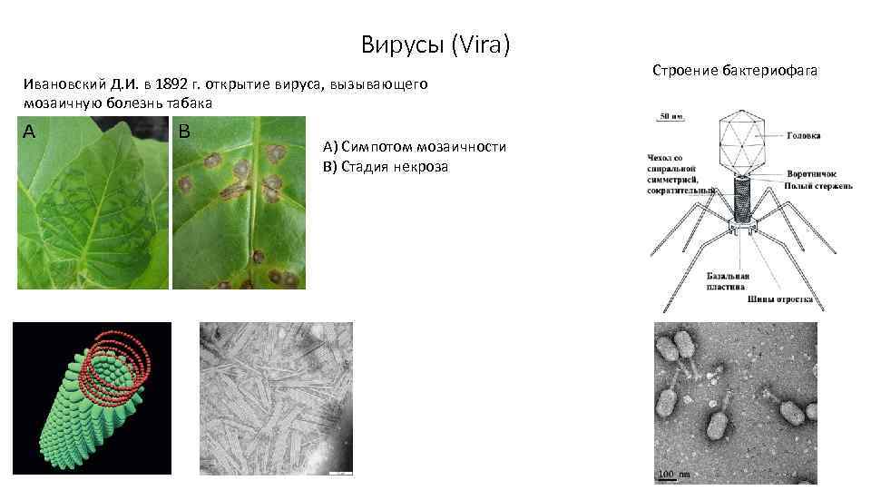 Вирусы (Vira) Ивановский Д. И. в 1892 г. открытие вируса, вызывающего мозаичную болезнь табака