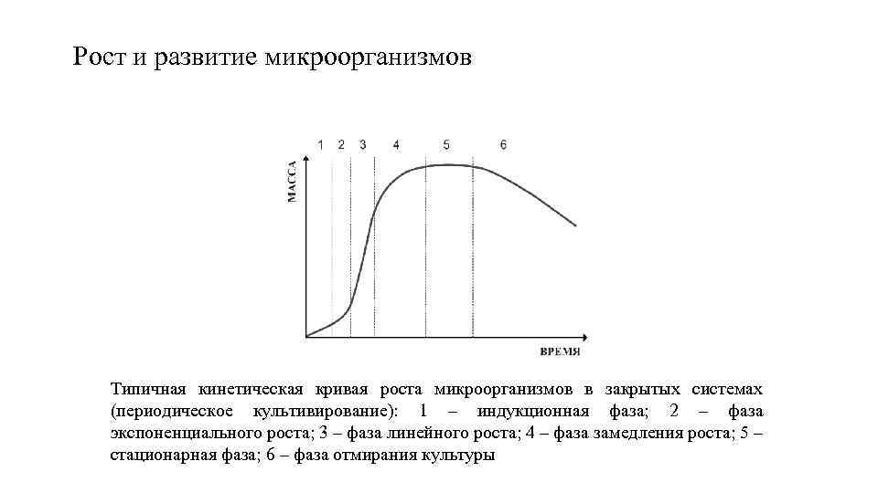 Рост микроорганизмов