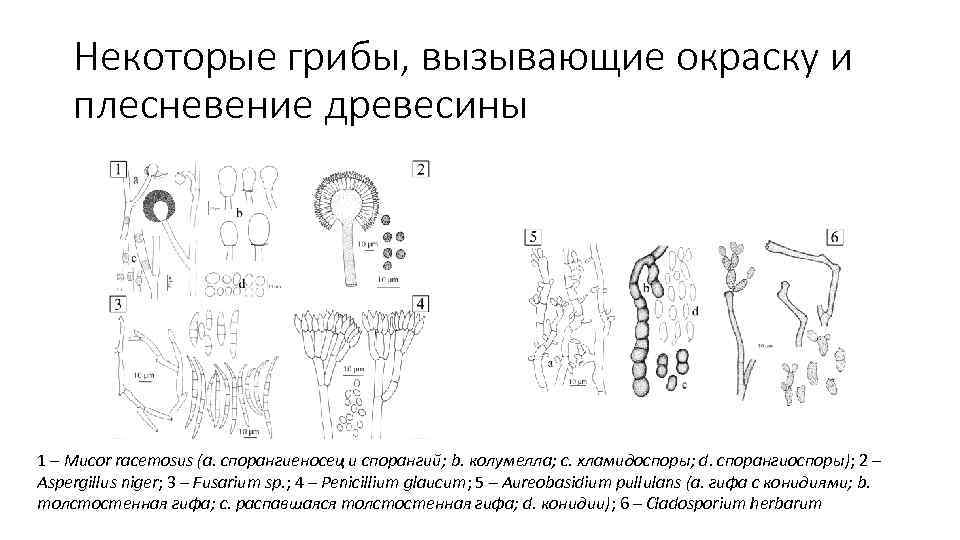 Некоторые грибы, вызывающие окраску и плесневение древесины 1 – Mucor racemosus (a. спорангиеносец и