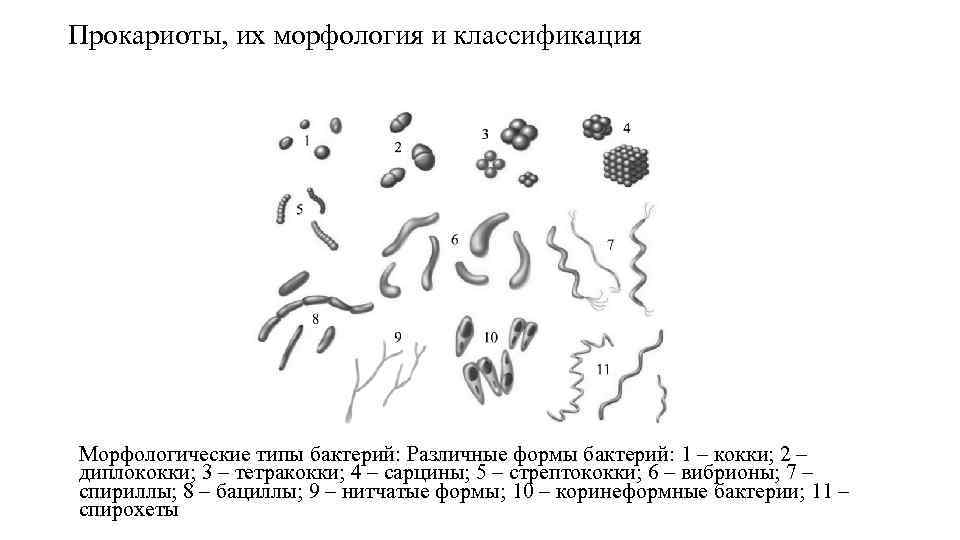 Прокариоты, их морфология и классификация Морфологические типы бактерий: Различные формы бактерий: 1 – кокки;