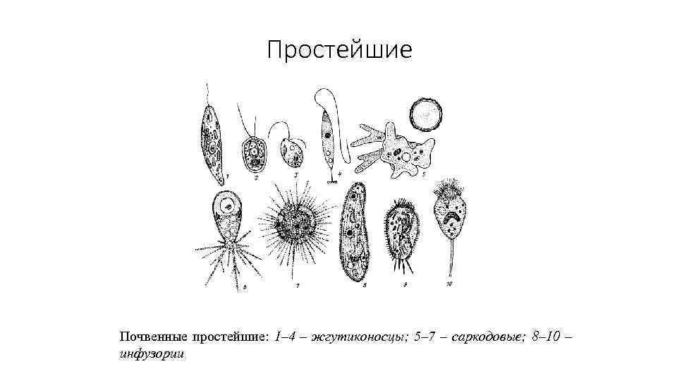 Простейшие Почвенные простейшие: 1– 4 – жгутиконосцы; 5– 7 – саркодовые; 8– 10 –