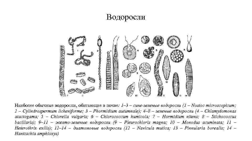 Водоросли Наиболее обычные водоросли, обитающие в почве: 1– 3 – сине-зеленые водоросли (1 –