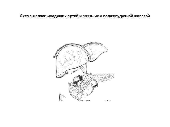 Схема желчевыводящих путей и связь их с поджелудочной железой 
