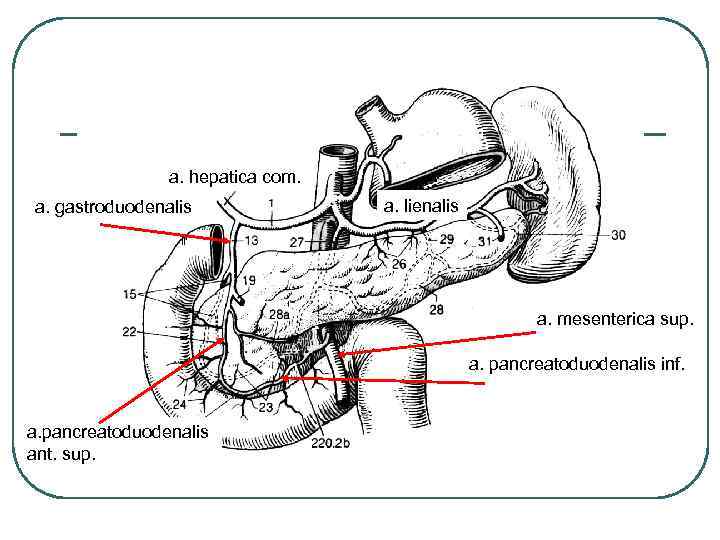 a. hepatica com. a. gastroduodenalis a. lienalis a. mesenterica sup. a. pancreatoduodenalis inf. a.