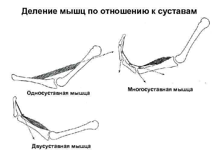 Деление мышц по отношению к суставам Односуставная мышца Двусуставная мышца Многосуставная мышца 