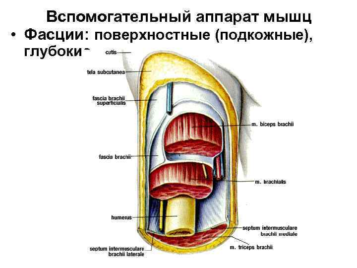 Вспомогательный аппарат мышц • Фасции: поверхностные (подкожные), глубокие. 