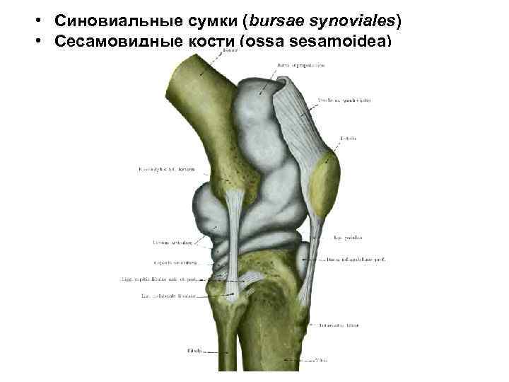  • Синовиальные сумки (bursae synoviales) • Сесамовидные кости (ossa sesamoidea) 