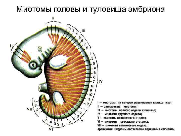 Миотомы головы и туловища эмбриона 