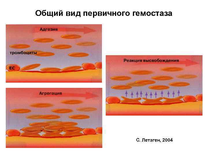 Общий вид первичного гемостаза С. Летаген, 2004 