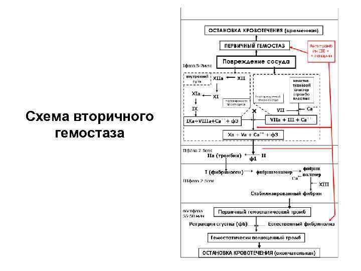 Понятие гемостаза изобразить схему гемостаза