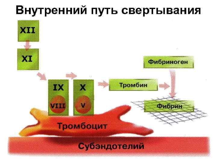 Внутренний путь свертывания 