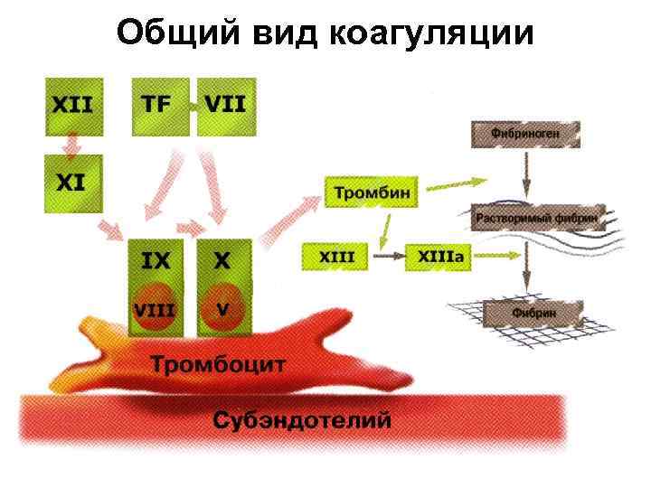 Общий вид коагуляции 
