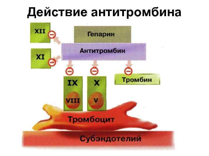 Действие антитромбина 