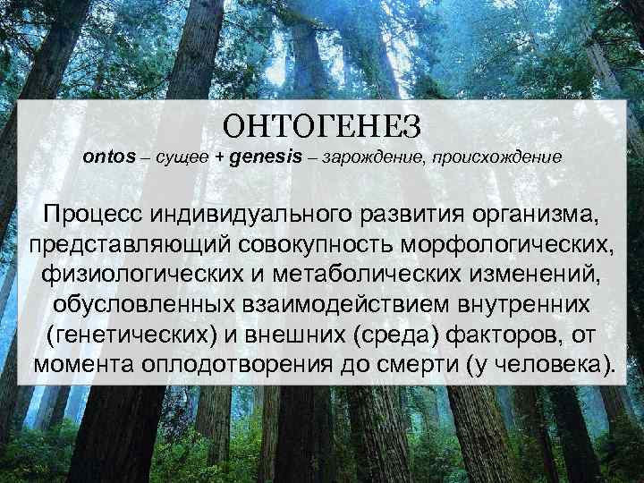 ОНТОГЕНЕЗ ontos – сущее + genesis – зарождение, происхождение Процесс индивидуального развития организма, представляющий