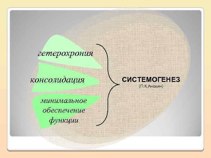 Минимальное обеспечение. Системогенез. Теория системогенеза п.к. Анохина. Системогенез и гетерохрония. Системогенез Анохин.