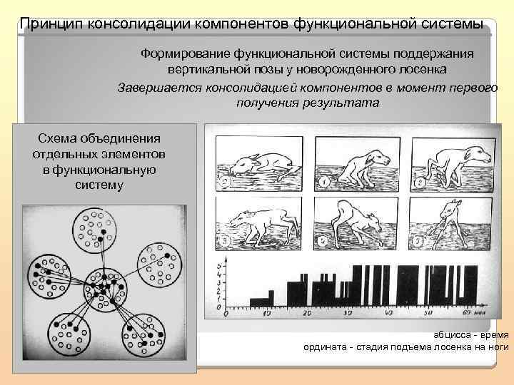 Принцип консолидации компонентов функциональной системы Формирование функциональной системы поддержания вертикальной позы у новорожденного лосенка