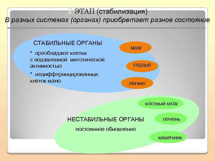 2 ЭТАП (стабилизация) В разных системах (органах) приобретает разное состояние СТАБИЛЬНЫЕ ОРГАНЫ * преобладают