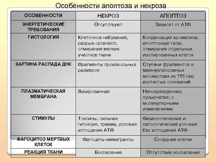 Особенности апоптоза и некроза ОСОБЕННОСТИ НЕКРОЗ АПОПТОЗ ЭНЕРГЕТИЧЕСКИЕ ТРЕБОВАНИЯ Отсутствуют Зависят от АТФ ГИСТОЛОГИЯ