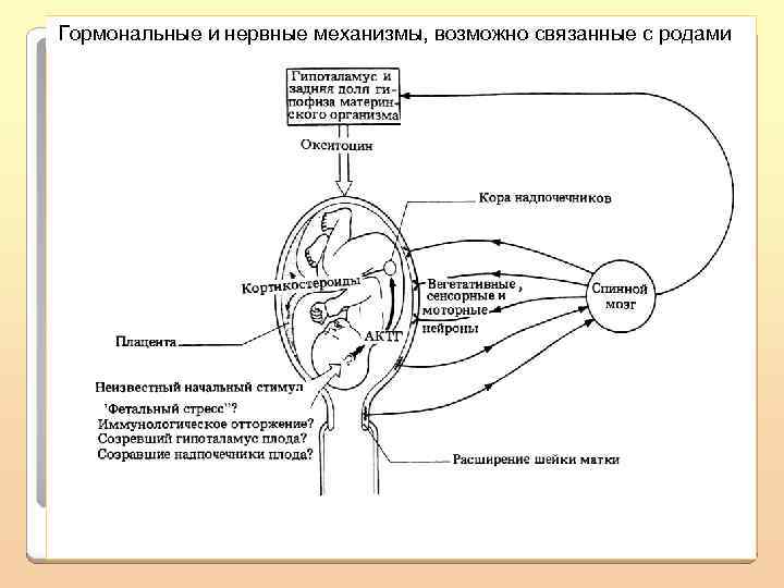 Гормональные и нервные механизмы, возможно связанные с родами 