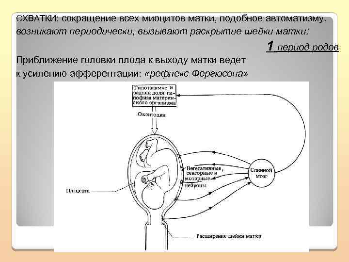 СХВАТКИ: сокращение всех миоцитов матки, подобное автоматизму. возникают периодически, вызывают раскрытие шейки матки: 1