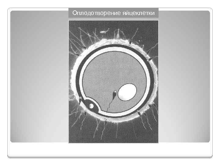 Оплодотворение яйцеклетки 