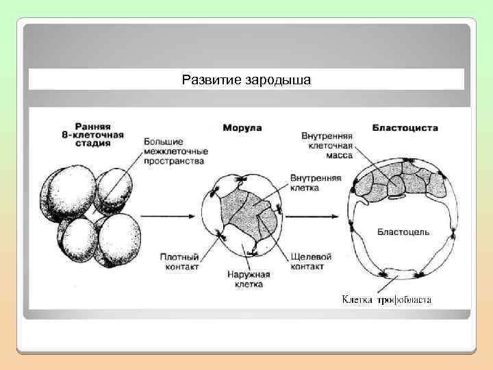 Развитие зародыша 