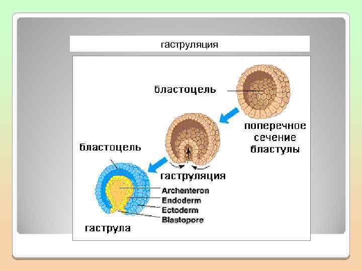 Рассмотрите рисунки 99 и 100 и объясните почему формирование органов происходит неравномерно кратко