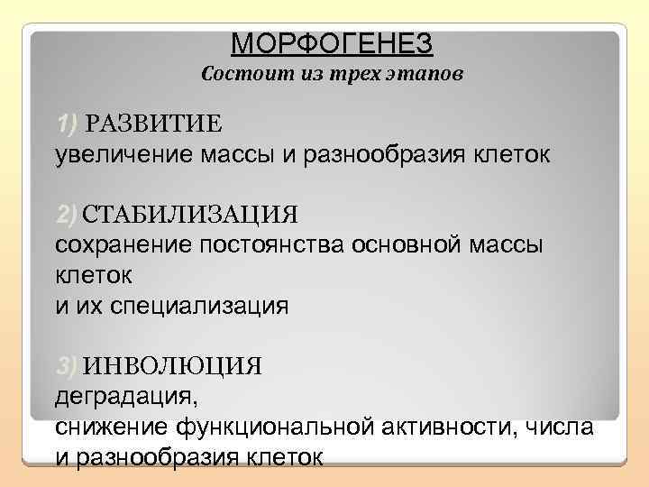 МОРФОГЕНЕЗ Состоит из трех этапов 1) РАЗВИТИЕ увеличение массы и разнообразия клеток 2) СТАБИЛИЗАЦИЯ