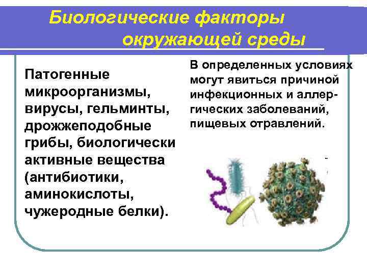 Биологические факторы окружающей среды Патогенные микроорганизмы, вирусы, гельминты, дрожжеподобные грибы, биологически активные вещества (антибиотики,