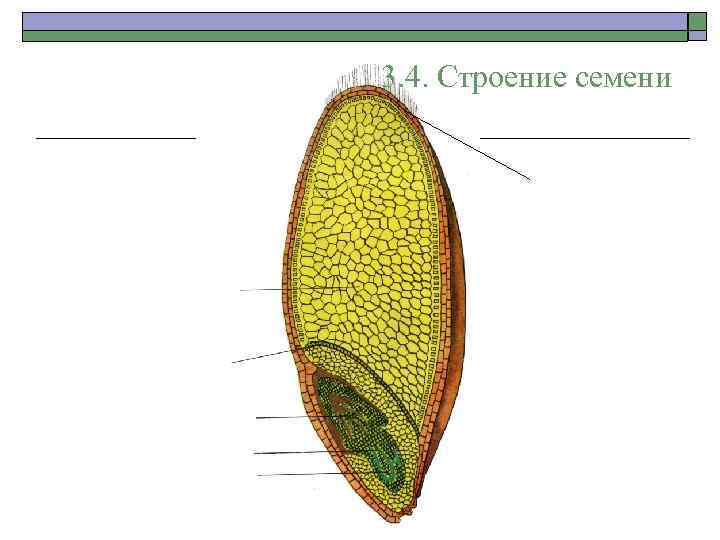 3. 4. Строение семени 