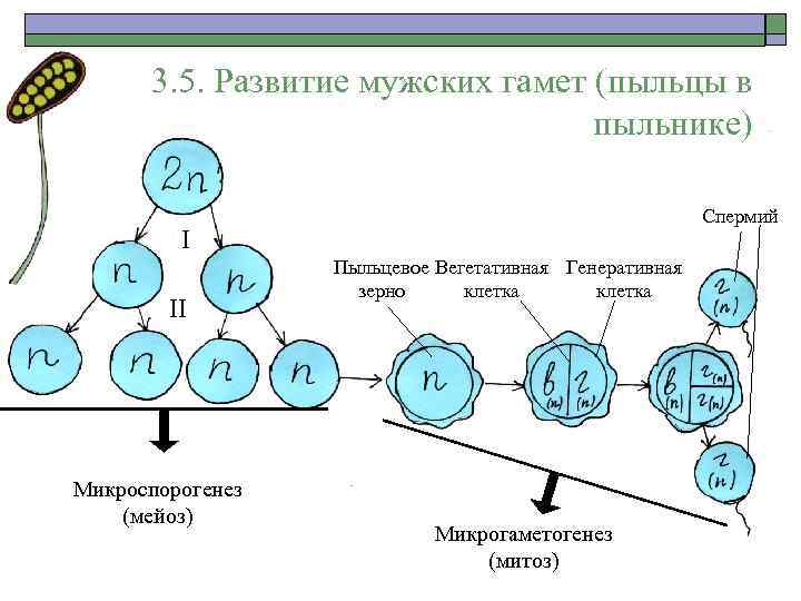 3. 5. Развитие мужских гамет (пыльцы в пыльнике) Спермий I II Микроспорогенез (мейоз) Пыльцевое