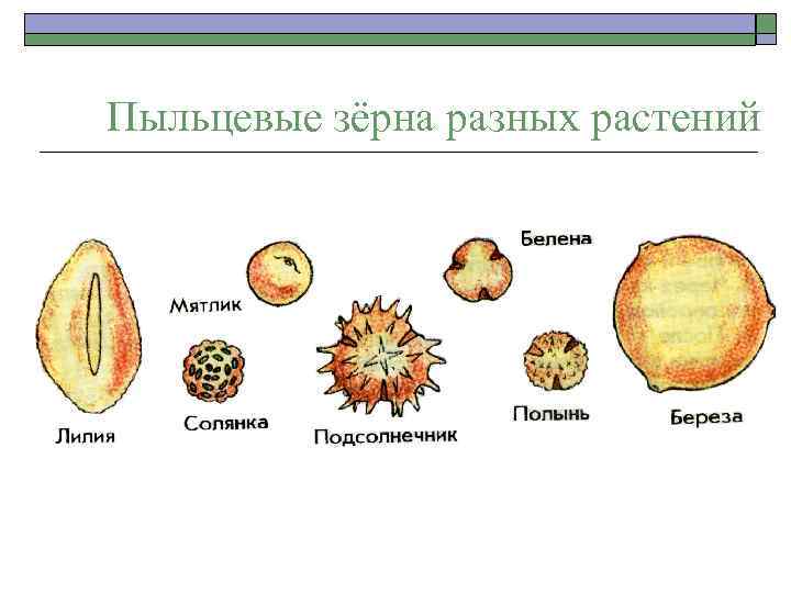 Пыльцевые зёрна разных растений 