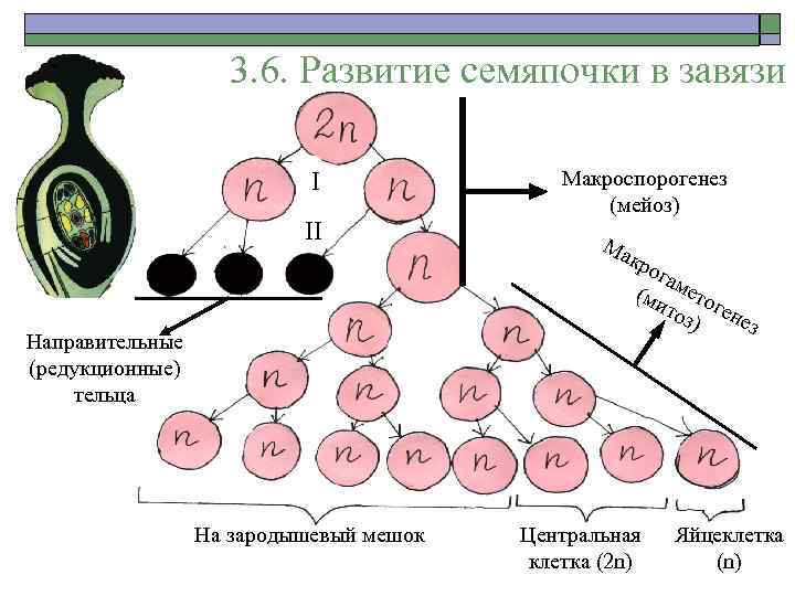 3. 6. Развитие семяпочки в завязи I II Направительные (редукционные) тельца На зародышевый мешок