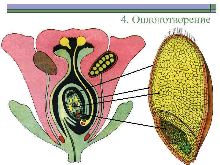 4. Оплодотворение 