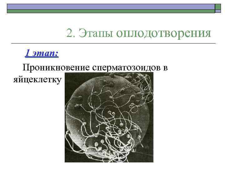 2. Этапы оплодотворения 1 этап: Проникновение сперматозоидов в яйцеклетку 