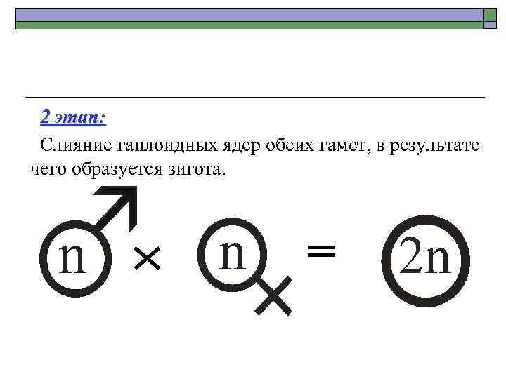 2 этап: Слияние гаплоидных ядер обеих гамет, в результате чего образуется зигота. = 