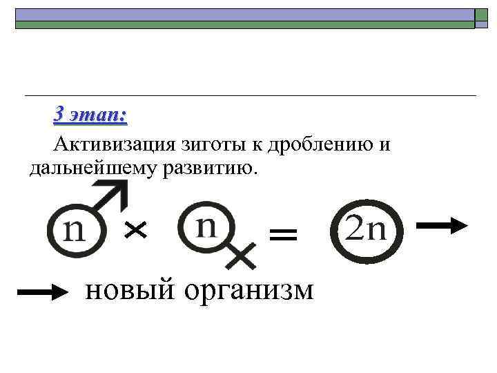 3 этап: Активизация зиготы к дроблению и дальнейшему развитию. = новый организм 