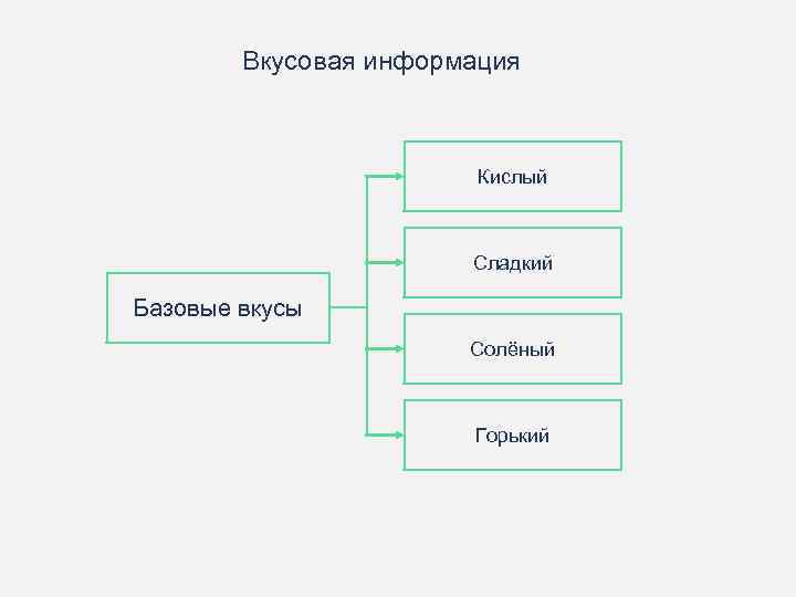 Вкусовая информация Кислый Сладкий Базовые вкусы Солёный Горький 