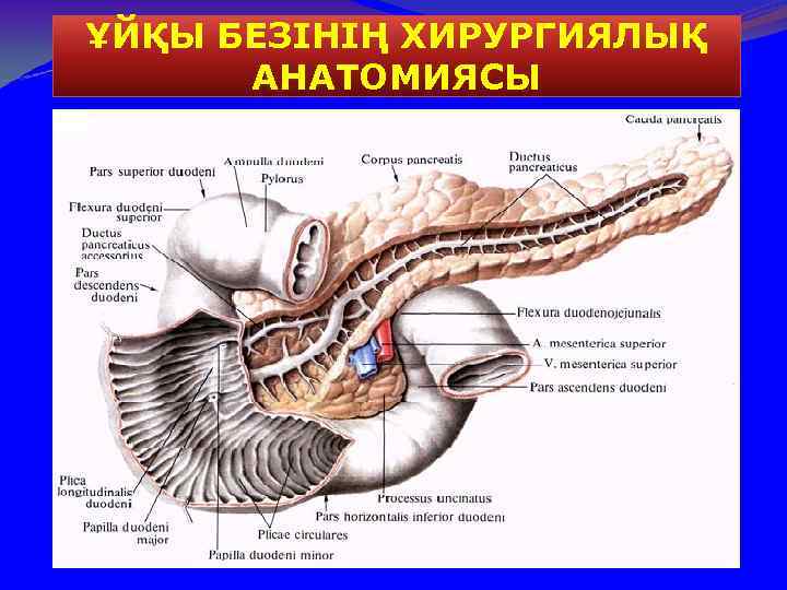 ҰЙҚЫ БЕЗІНІҢ ХИРУРГИЯЛЫҚ АНАТОМИЯСЫ 