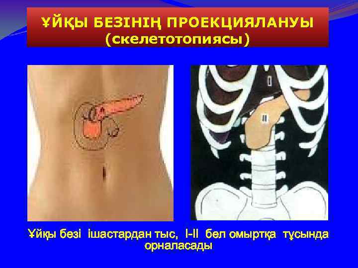ҰЙҚЫ БЕЗІНІҢ ПРОЕКЦИЯЛАНУЫ (скелетотопиясы) Ұйқы безі ішастардан тыс, I-II бел омыртқа тұсында орналасады 