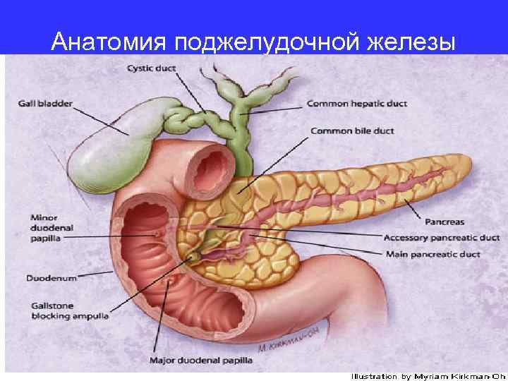Анатомия поджелудочной железы 